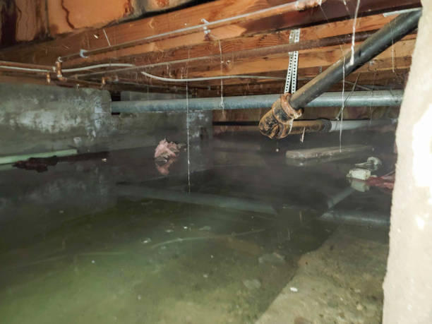 Best Professional water damage repair  in Tatum, TX